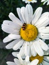 beetle on chamomile