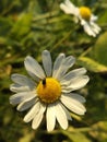 Beetle on chamomile Royalty Free Stock Photo