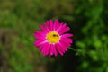 Beetle on a chamomile flower