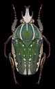 Beetle Chelorrhina polyphemus Royalty Free Stock Photo