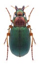 Beetle Chlaenius nigricornis Royalty Free Stock Photo