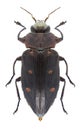 Beetle Chrysobothris affinis Royalty Free Stock Photo