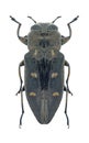 Beetle Chrysobothris igniventris