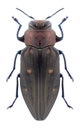 Beetle Chrysobottris affinis nevskyi Royalty Free Stock Photo