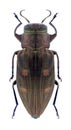 Beetle Chrysobottris affinis tetragramma Royalty Free Stock Photo
