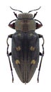 Beetle Chrysobottris igniventris