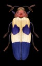 Beetle Chrysochroa buqueti Royalty Free Stock Photo