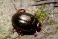 Beetle Chrysolina bankii. Royalty Free Stock Photo