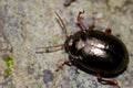 Beetle Chrysolina bankii. Royalty Free Stock Photo