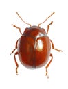 Beetle Chrysolina blanchei