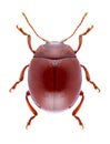 Beetle Chrysolina blanchei