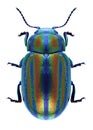 Beetle Chrysolina cerealis