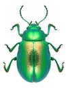 Beetle Chrysolina graminis Royalty Free Stock Photo