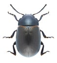 Beetle Chrysolina marginata