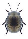 Beetle Chrysolina sahlbergi