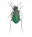 Beetle Cicindela campestris