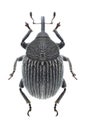 Beetle Cleopomiarus graminis Royalty Free Stock Photo