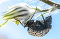 Beetle climing on tree eating flowers