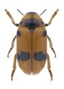 Beetle Clytra atraphaxidis Royalty Free Stock Photo