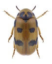 Beetle Clytra atraphaxidis Royalty Free Stock Photo