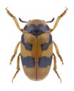 Beetle Clytra atraphaxidis Royalty Free Stock Photo