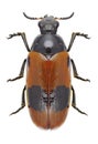 Beetle Clytra laeviuscula Royalty Free Stock Photo