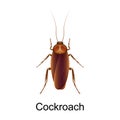 Beetle cockroach vector icon.Realistic vector icon isolated on white background beetle cockroach.