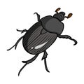 Beetle is a coleopterous insect.Arthropods insect, beetle single icon in cartoon style vector symbol stock isometric Royalty Free Stock Photo