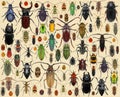 Beetle collection. Coleoptera