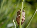 beetle with colorful tentacles on a plant Royalty Free Stock Photo