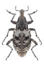 Beetle Coniocleonus hollbergii Royalty Free Stock Photo