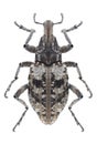 Beetle Coniocleonus hollbergii Royalty Free Stock Photo