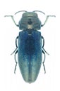 Beetle Coraebus elatus