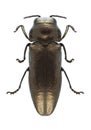 Beetle Coraebus elatus