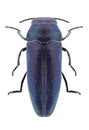 Beetle Coraebus elatus