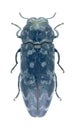 Beetle Coraebus rubi