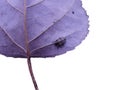 Beetle on cottownwood leaf