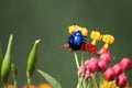 Beetle couple sitting on the flower Royalty Free Stock Photo