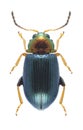 Beetle Crepidodera aurata Royalty Free Stock Photo