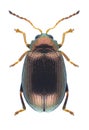 Beetle Crepidodera fulvicornis Royalty Free Stock Photo