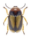 Beetle Cryptocephalus connexus