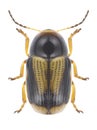 Beetle Cryptocephalus connexus