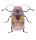 Beetle Cryptocephalus coryli Royalty Free Stock Photo