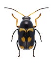 Beetle Cryptocephalus octacosmus Royalty Free Stock Photo