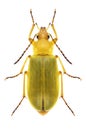 Beetle Cteniopus flavus