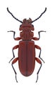 Beetle Cucujus claviceps