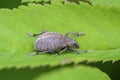 Beetle curculionidae with long mustache Royalty Free Stock Photo