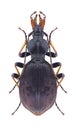 Beetle Cychrus attenuatus attenuatus Royalty Free Stock Photo