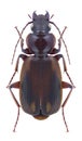 Beetle Cymindis lateralis