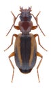 Beetle Cymindis lineata